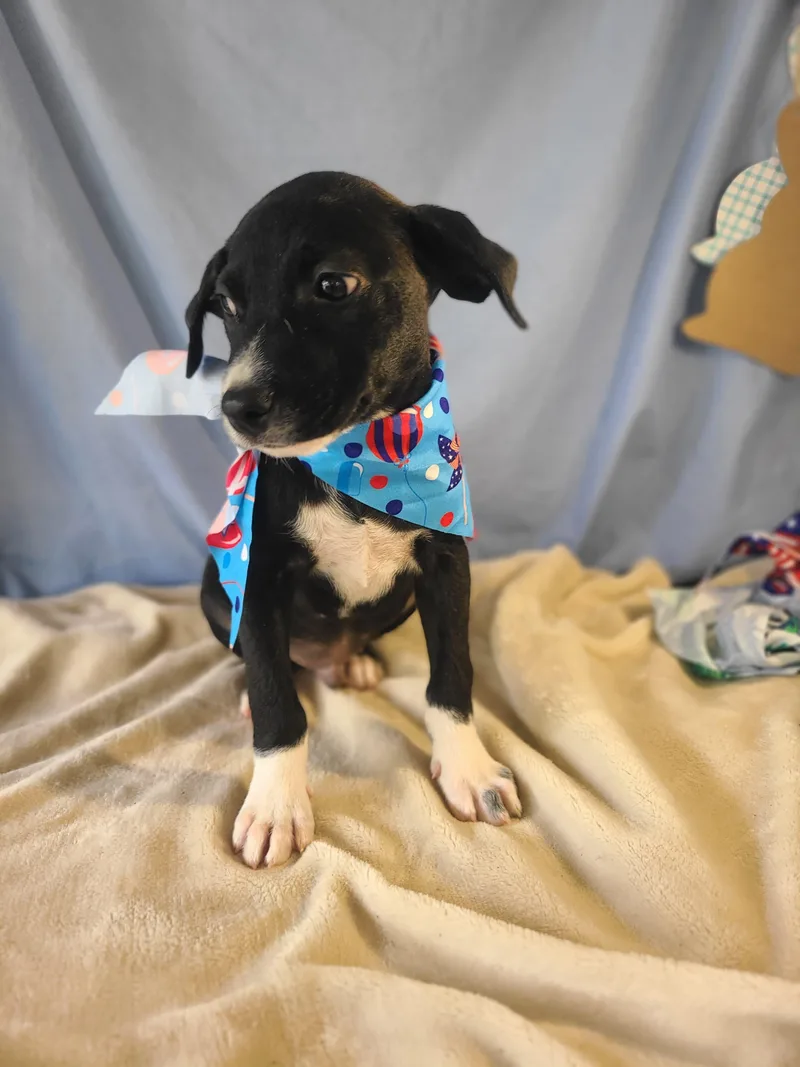 Tuxedo Sam thumbnail 3