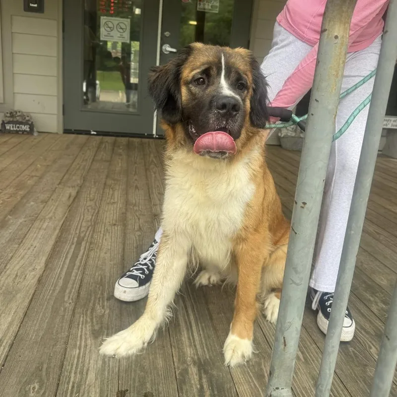 An adult medium-sized female Saint Bernard dog named Sonnet for adoption in Minneapolis, MN