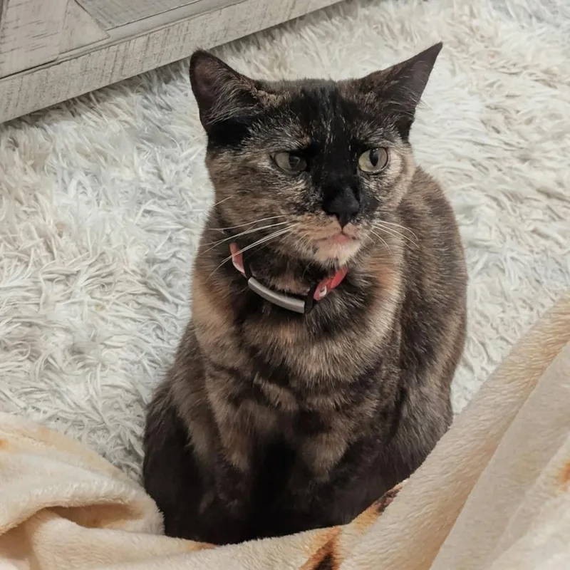 Pepper