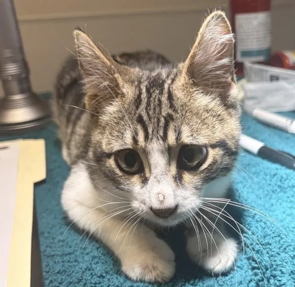 A baby small-sized male Domestic Short Hair cat named Muffin Man for adoption in Dublin, CA