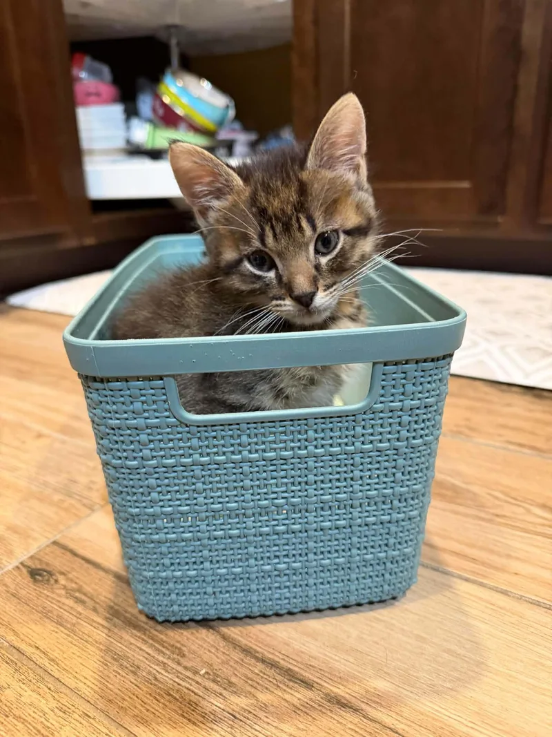 A baby medium-sized male Tabby (Brown / Chocolate) Tabby cat named Bartlett for adoption in Omaha, NE
