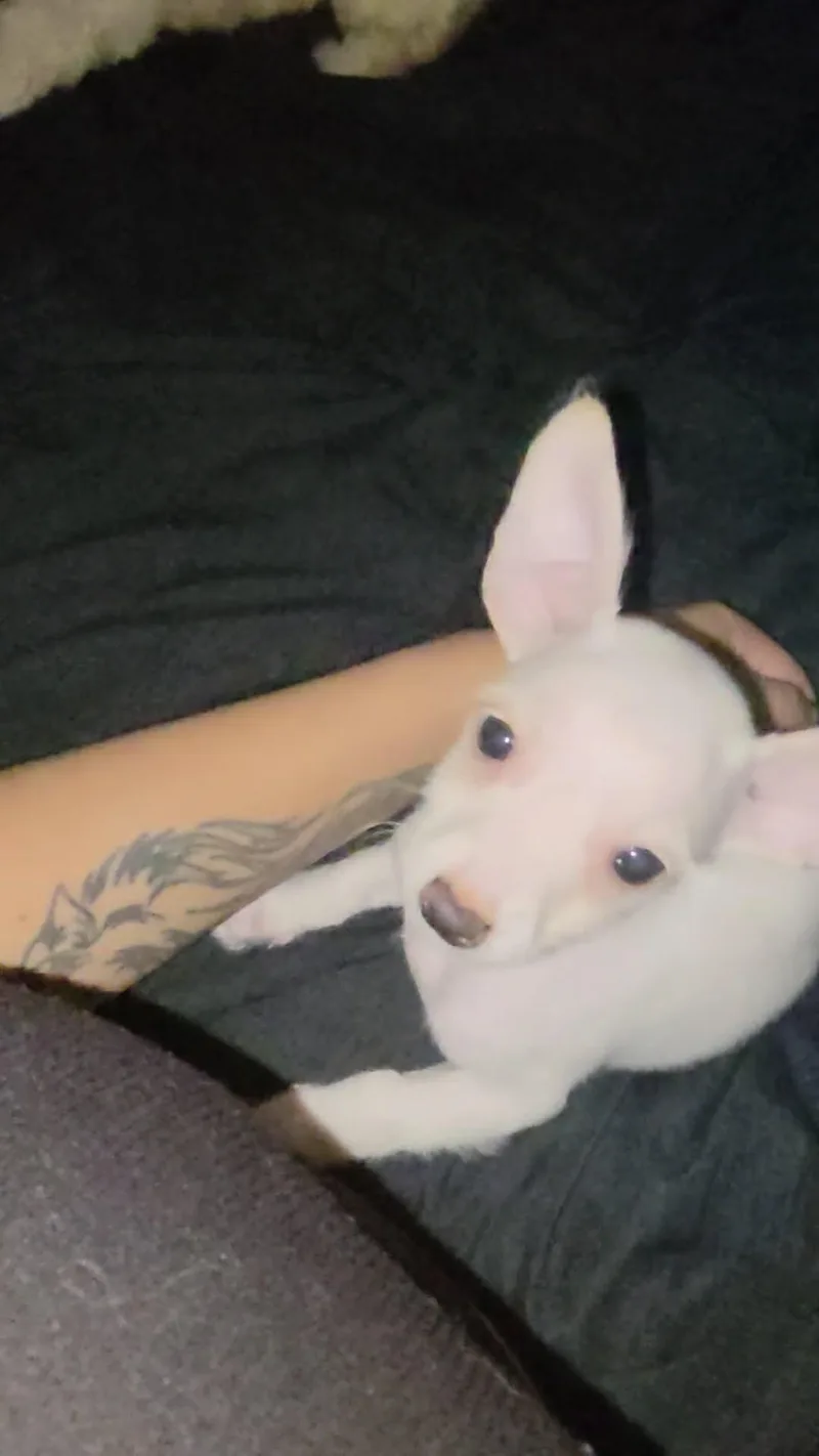 Pixel