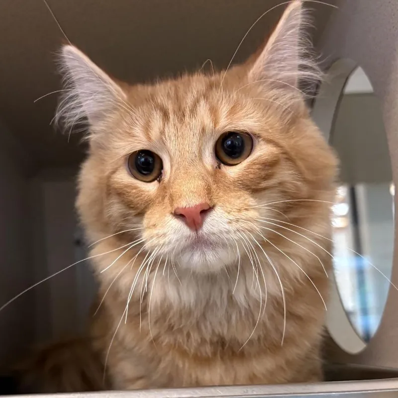 A young small-sized male Orange / Red Domestic Long Hair cat named Liam for adoption in Gloucester, VA