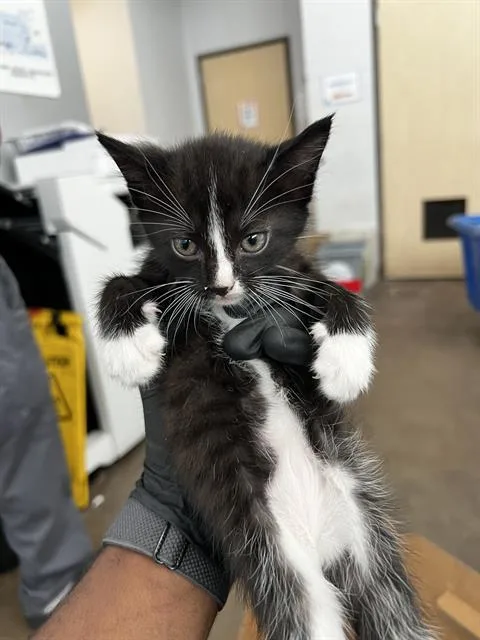 A baby medium-sized male Domestic Medium Hair cat named Marshmallow for adoption in Dallas, TX