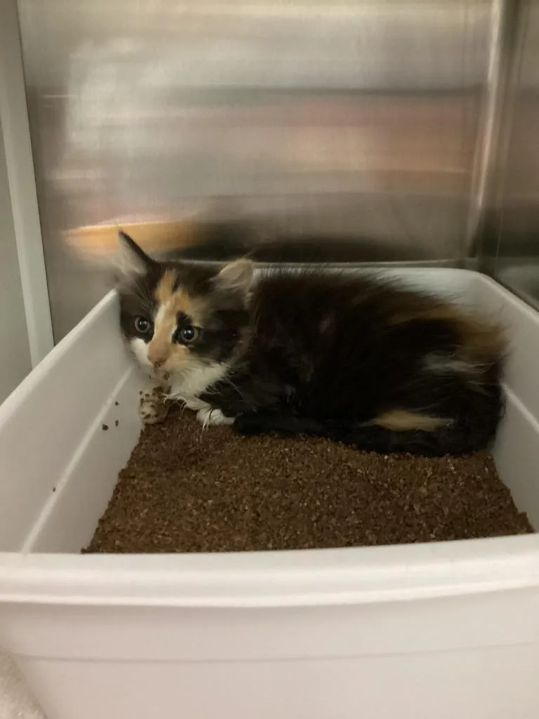 A baby medium-sized female Domestic Short Hair cat named Kirby for adoption in Athens, TN