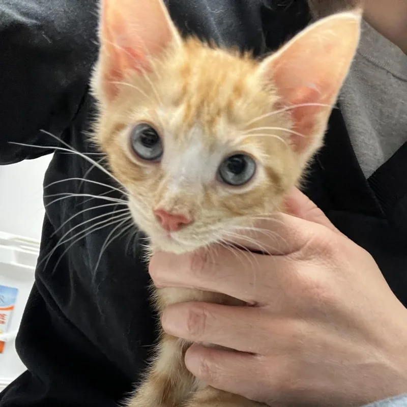 A baby small-sized male Orange / Red Domestic Short Hair cat named Mango for adoption in Oneonta, NY