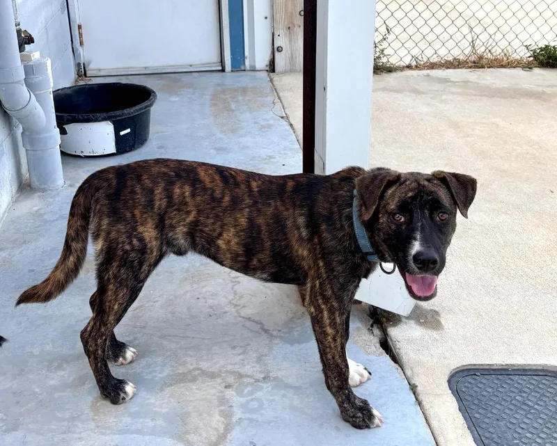 A baby medium-sized male Hound dog named Billy for adoption in Luling, TX