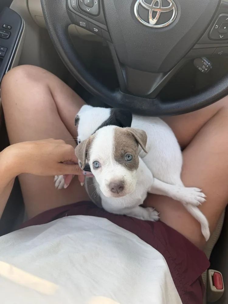 A baby medium-sized female Pit Bull Terrier dog named Stella Doe for adoption in Aurora, CO
