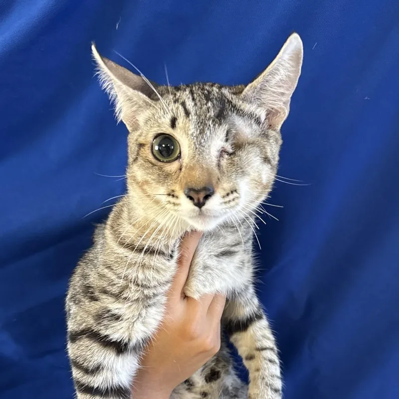 A baby small-sized male White Domestic Short Hair cat named Scott for adoption in Santa Barbara, CA