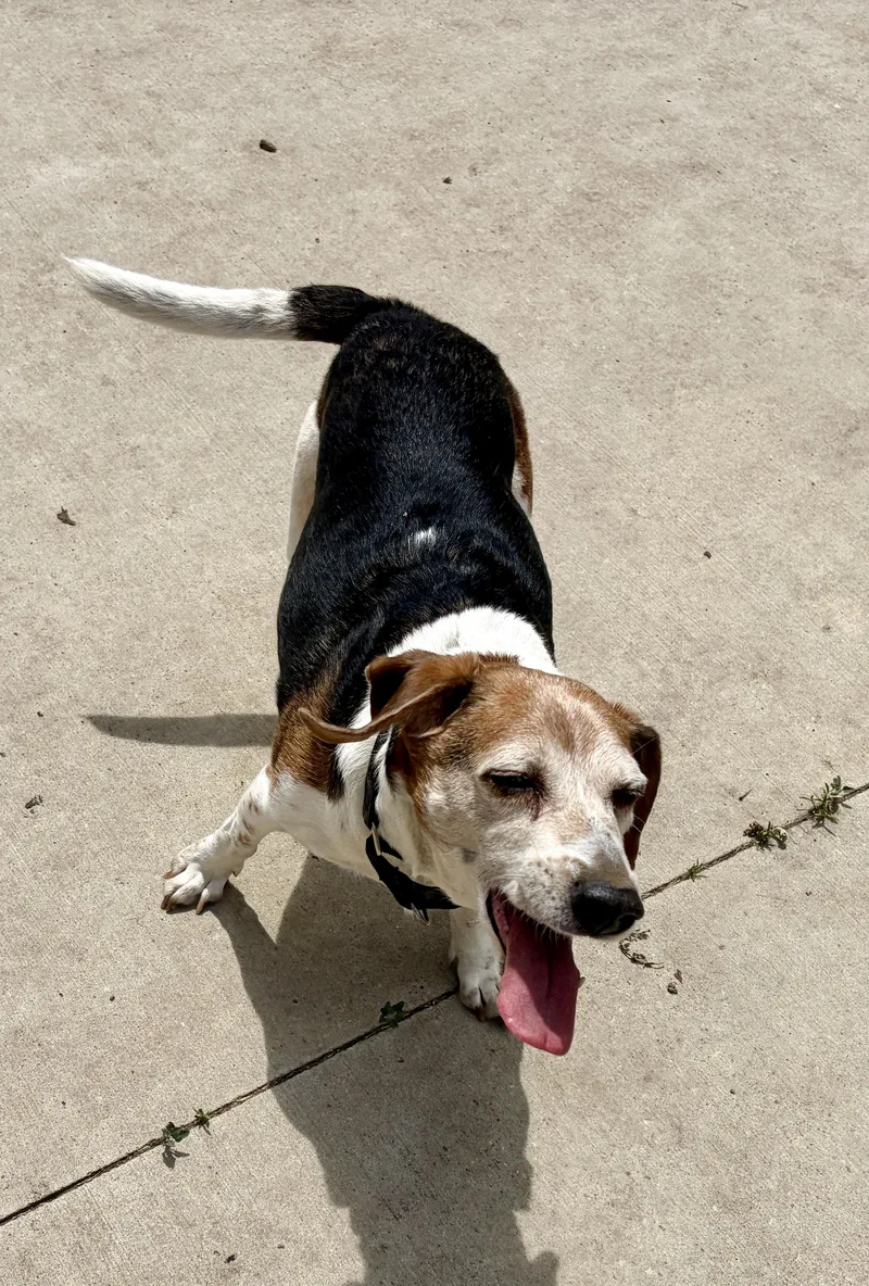 A senior small-sized male Tricolor (Brown, Black, & White) Beagle dog named Asher Vamn for adoption in Albert Lea, MN
