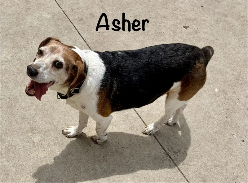 Asher Vamn thumbnail 2