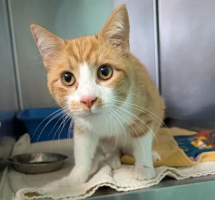 An adult small-sized male Domestic Short Hair cat named Chip for adoption in Cumming, GA