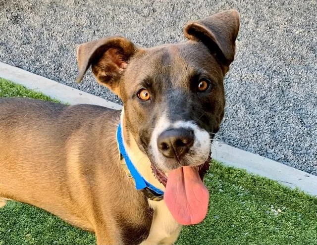 A young extra large-sized male Great Dane dog named Hansel for adoption in Moreno Valley, CA