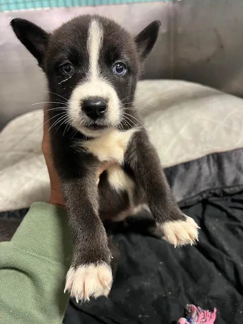 A baby small-sized female Australian Cattle Dog / Blue Heeler dog named Tuesday for adoption in Chickamauga , GA