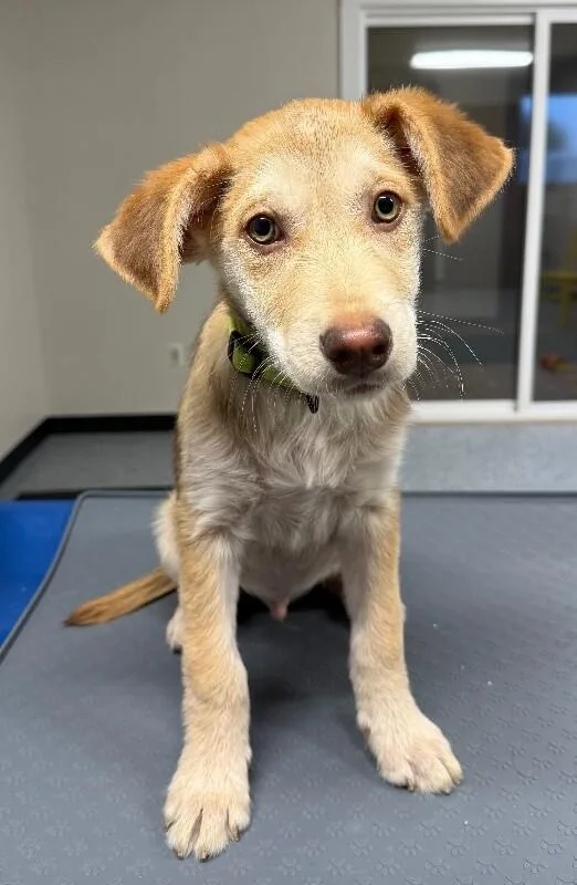 A young small-sized male Shepherd dog named Butters for adoption in Yankton, SD
