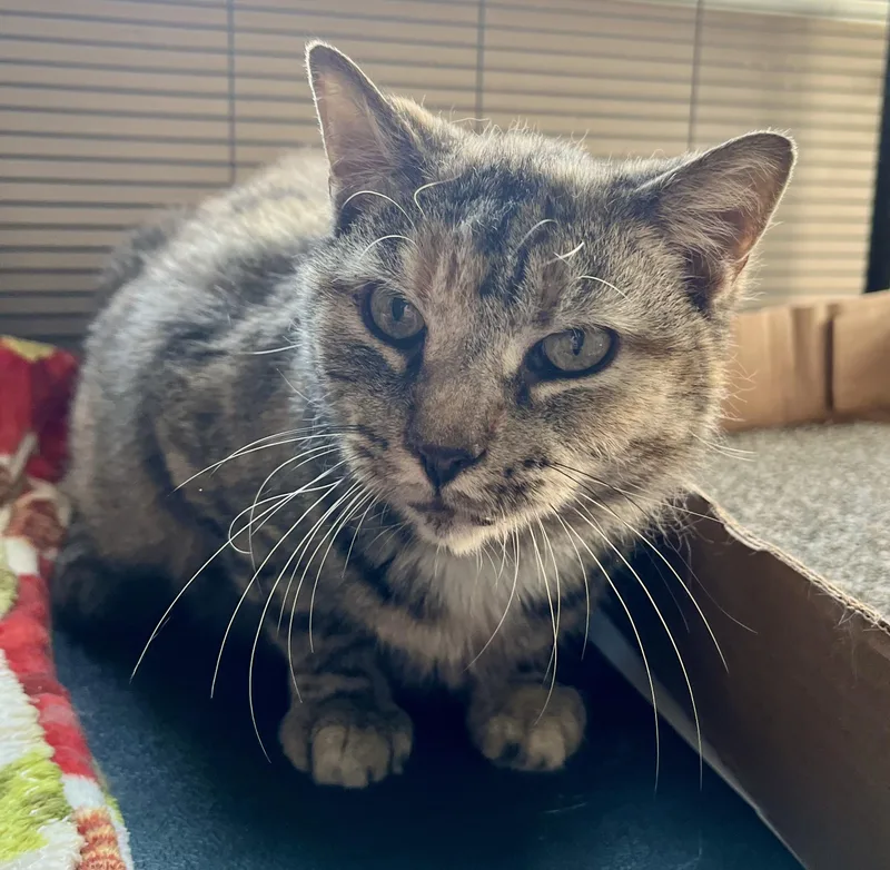 An adult medium-sized female Tortoiseshell Domestic Short Hair cat named Olive Garden for adoption in Seville, OH