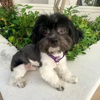 An adult small-sized male Shih poo dog named Woody & Buzz Lightyear for adoption in Santa Monica, CA