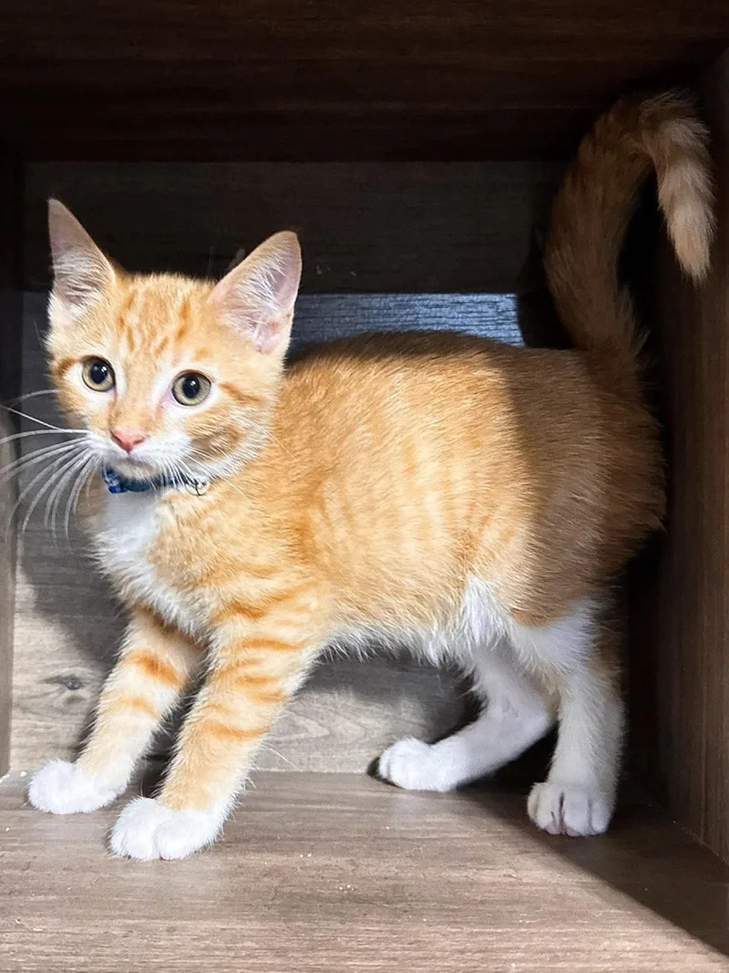 A baby medium-sized male Tabby (Orange / Red) Domestic Short Hair cat named Hendrix for adoption in Sioux Falls, SD