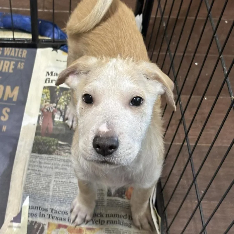 A baby medium-sized male Apricot / Beige Shar-Pei dog named Blake Rw for adoption in Austin, TX