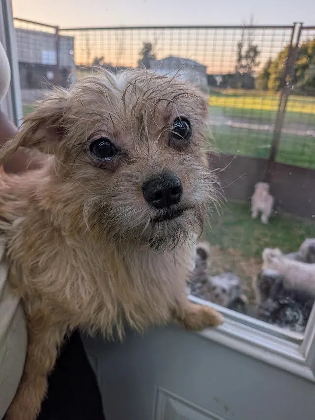 An adult small-sized female Apricot / Beige Cairn Terrier dog named Pluto for adoption in Blue Earth, MN