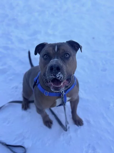 A young large-sized male American Bulldog dog named Jason for adoption in Methuen, MA
