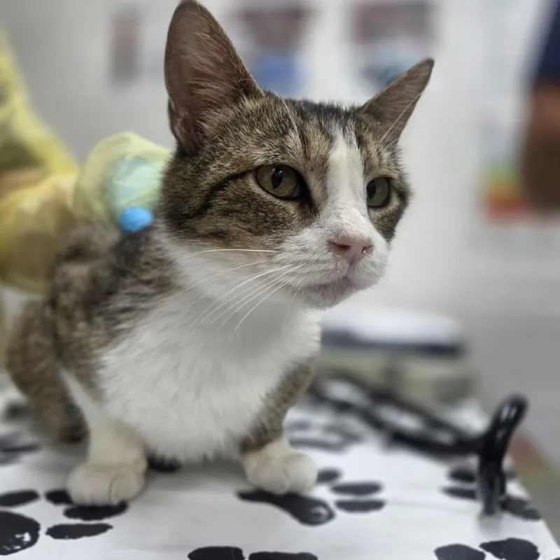 An adult medium-sized female Gray / Blue / Silver Domestic Short Hair cat named Cafe for adoption in Incline Village, NV