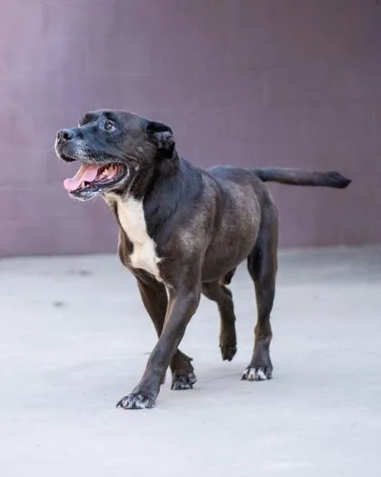 An adult large-sized male Mixed Breed dog named Jeeves for adoption in Chamblee, GA