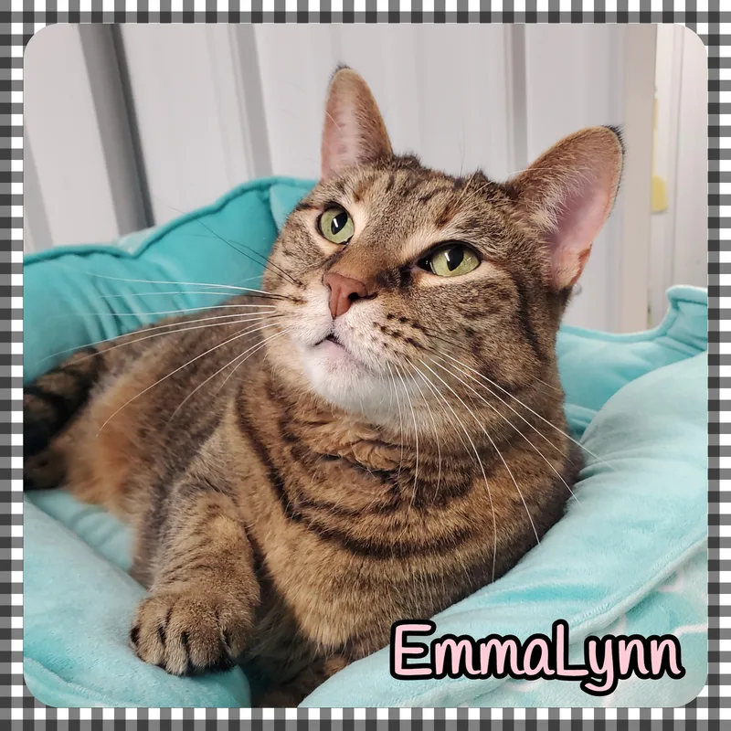 An adult medium-sized female Torbie Domestic Short Hair cat named Emmalynn for adoption in Marseilles, IL