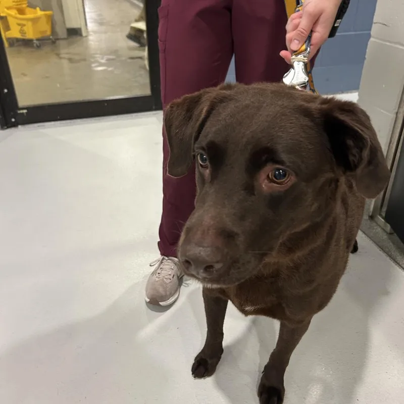 An adult large-sized female Brown / Chocolate Chocolate Labrador Retriever dog named Maizy for adoption in Kennebunk, ME