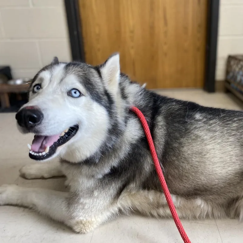 An adult large-sized male Gray / Blue / Silver Siberian Husky dog named Ice King for adoption in Caryville, TN