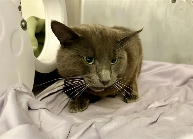 A young large-sized male Domestic Short Hair cat named Leon for adoption in Boston, MA