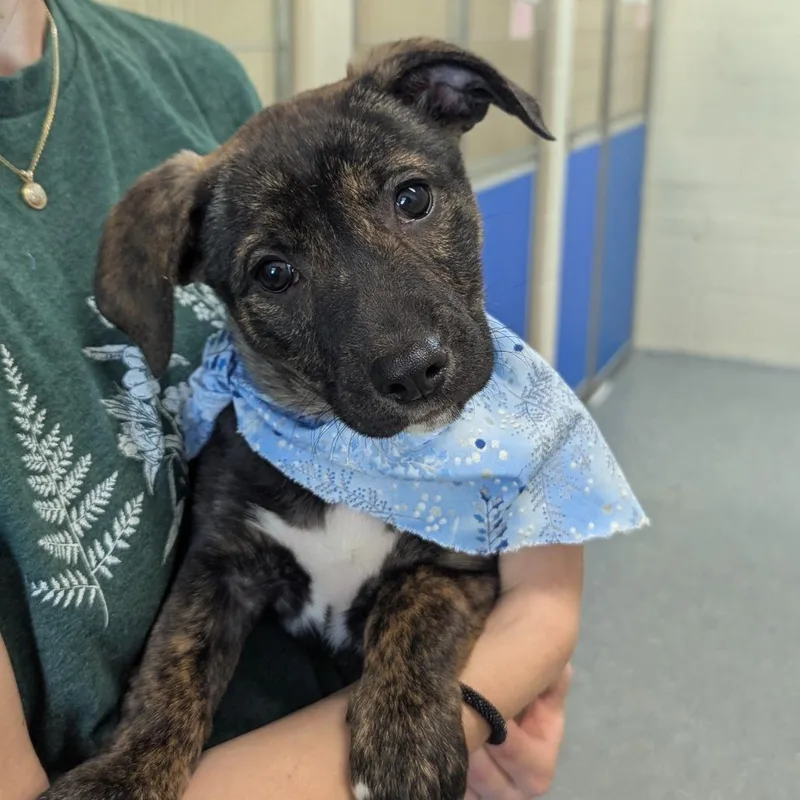 A baby medium-sized female Brindle Mixed Breed dog named Minnie for adoption in Hendersonville, NC