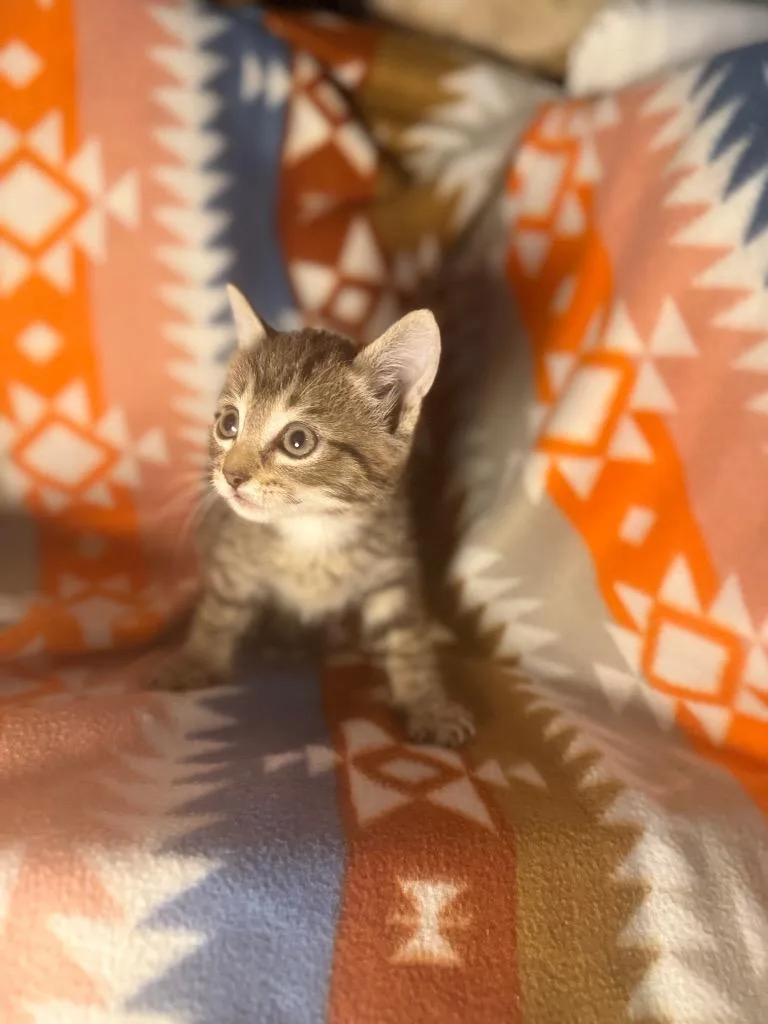 A baby small-sized female Domestic Short Hair cat named Toffey for adoption in Douglasville, GA