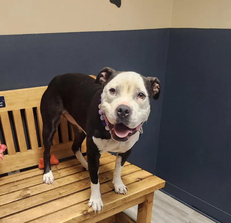 An adult medium-sized female White / Cream Pit Bull Terrier dog named Pebble for adoption in Mansfield, OH