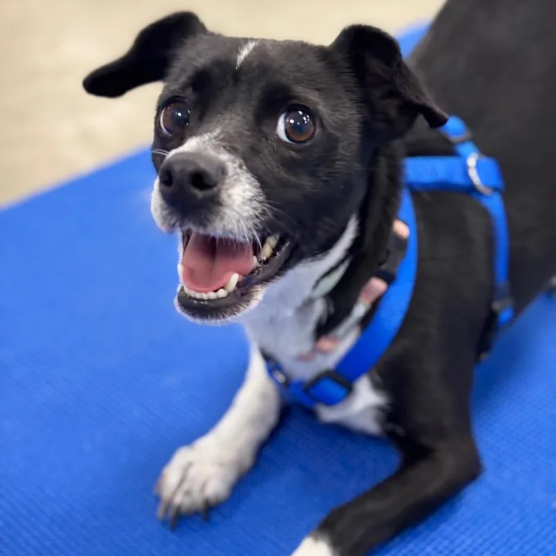 A senior small-sized female Black Mixed Breed dog named Willow for adoption in Wantagh, NY