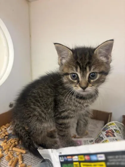 A baby small-sized female Domestic Short Hair cat named Chubbs for adoption in Manteo, NC
