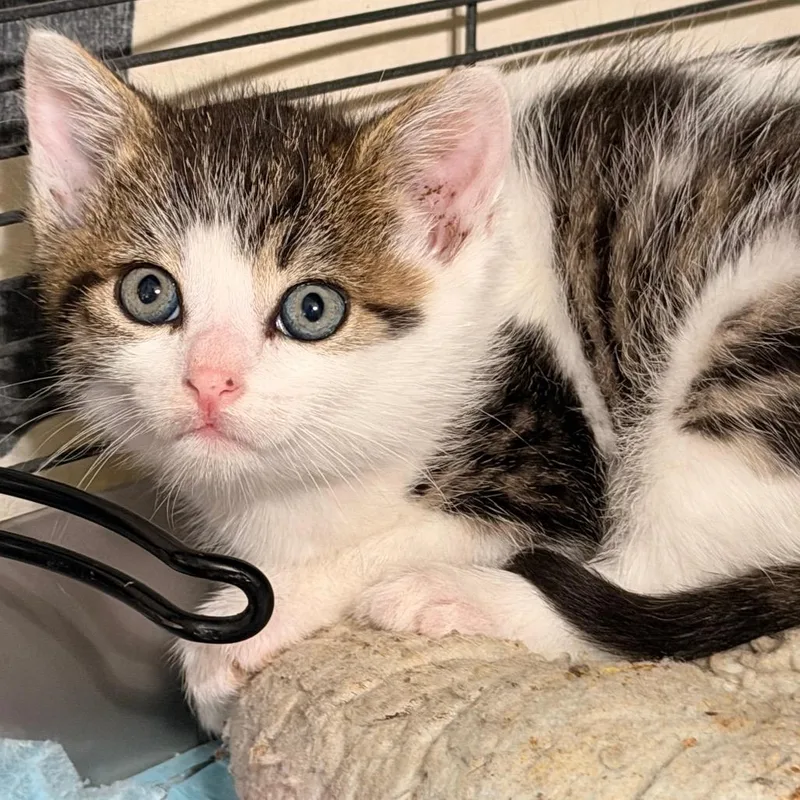 A baby small-sized male White Domestic Short Hair cat named Milano for adoption in Bayside, NY
