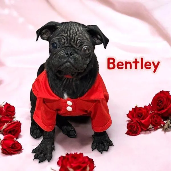 Bentley