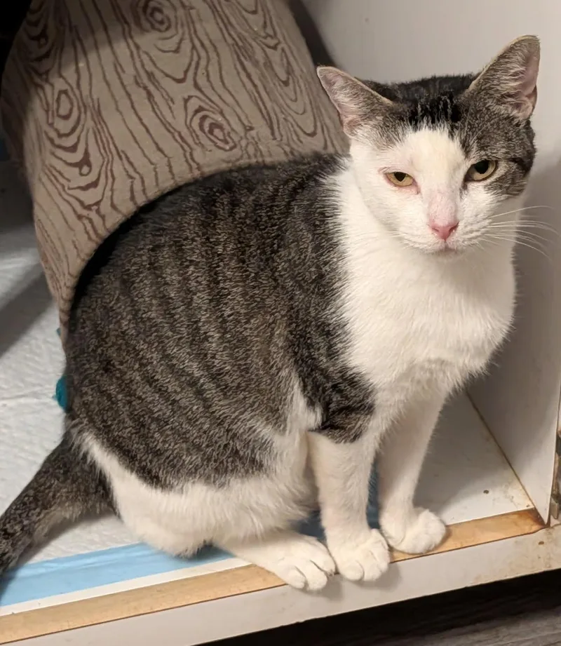 A young medium-sized female Domestic Short Hair cat named Baby Girl for adoption in Pompano Beach, FL