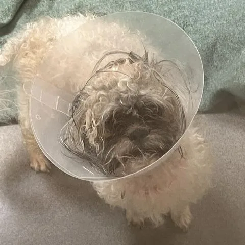 An adult small-sized male White / Cream Shih Tzu dog named Honest for adoption in Baltimore, MD
