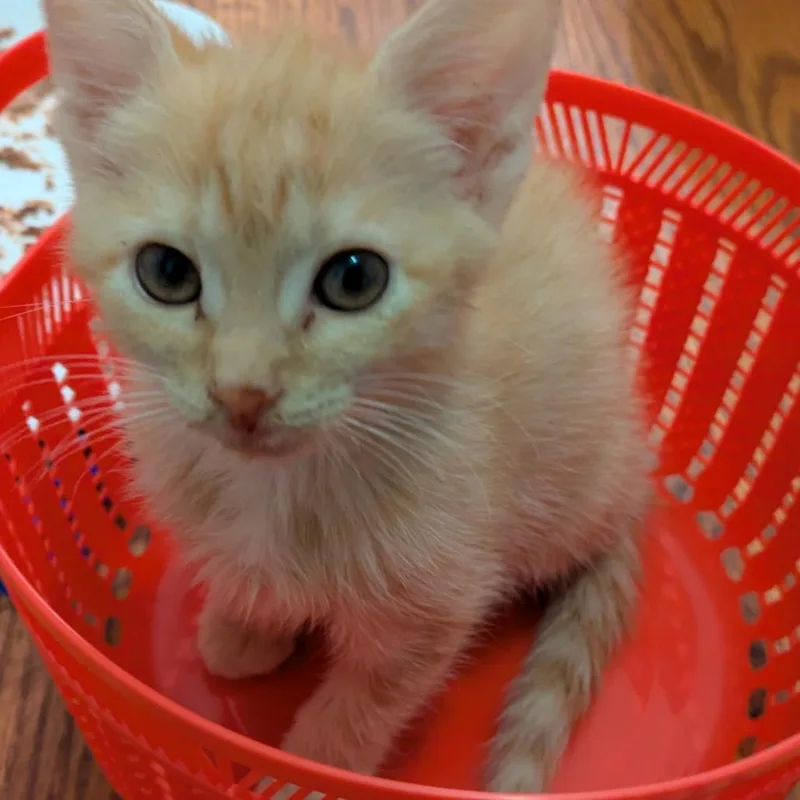 A baby small-sized female Orange / Red Domestic Short Hair cat named Tango for adoption in Fredericksburg, VA
