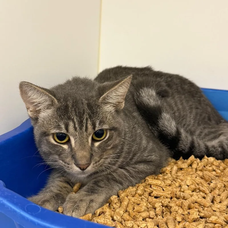 A young medium-sized male Gray / Blue / Silver Domestic Short Hair cat named Dipper for adoption in West Palm Beach, FL