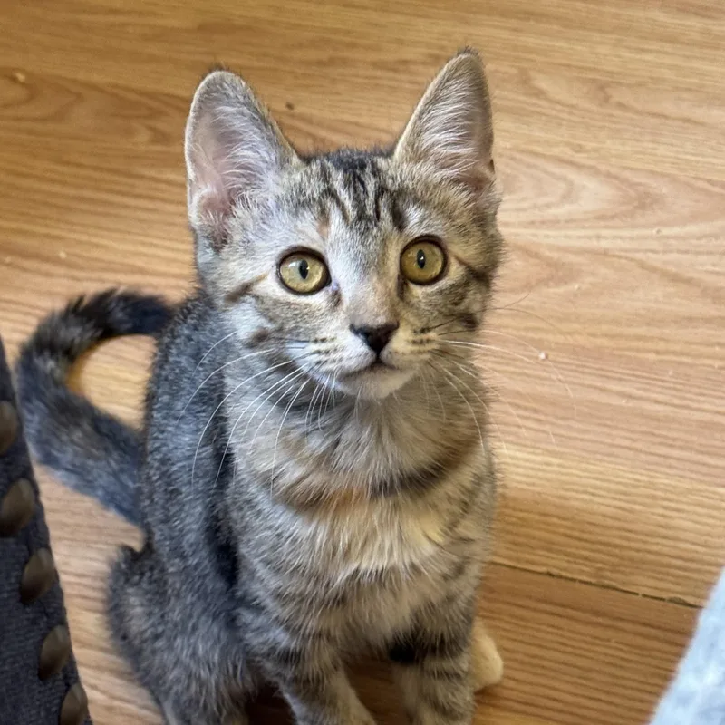 A baby medium-sized female Tabby (Orange / Red) Tabby cat named Cookies for adoption in Henderson, NV