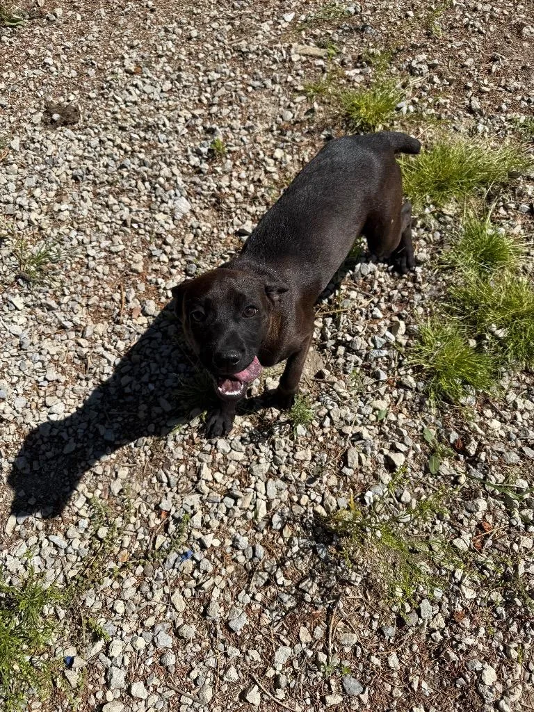 A baby medium-sized female Mixed Breed dog named Spice for adoption in Lagrange, IN