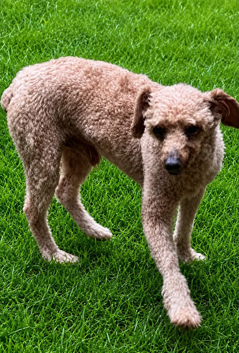 An adult small-sized male Miniature Poodle dog named Snickerdoodle for adoption in Havertown, PA