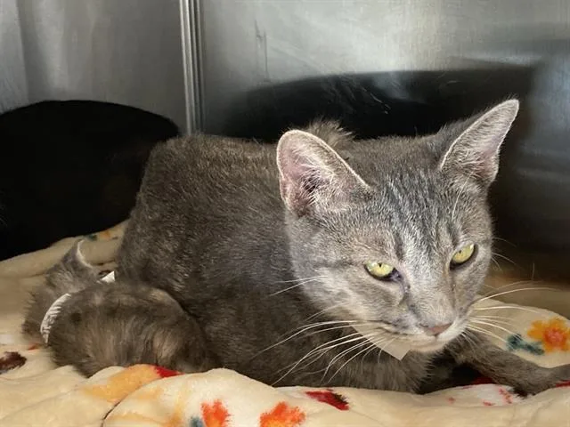 A young medium-sized female Domestic Short Hair cat named Kaya for adoption in Tustin, CA