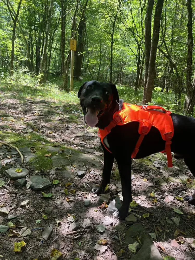 An adult large-sized male Tricolor (Brown, Black, & White) Catahoula Leopard Dog dog named Bernie for adoption in Breinigsville, PA