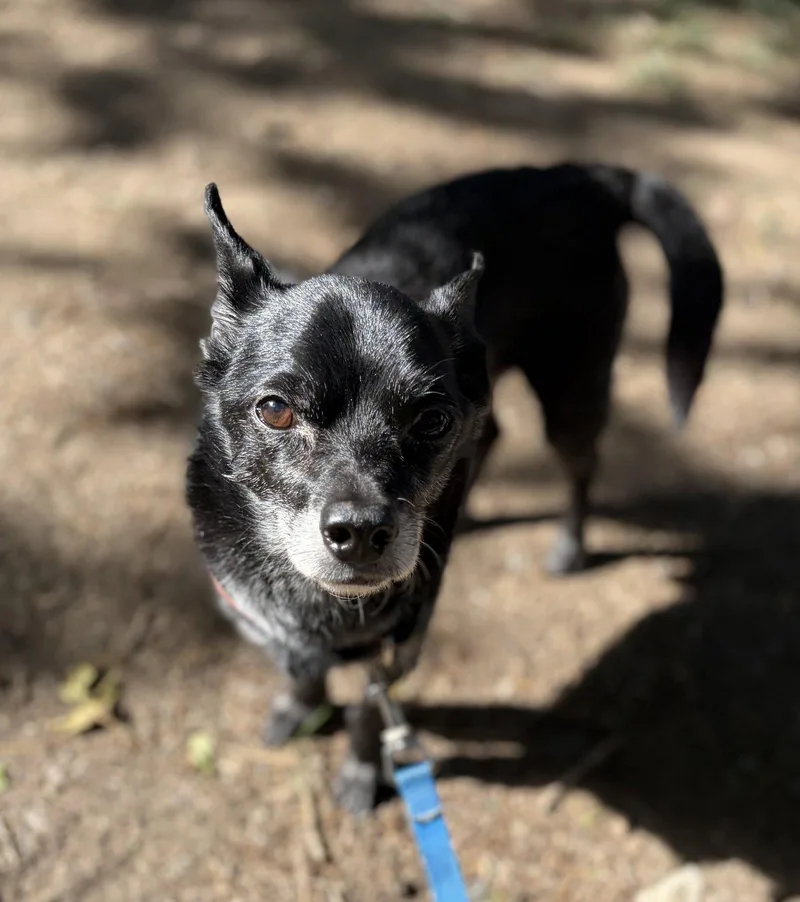 A senior small-sized male Chihuahua dog named Zeus for adoption in Evergreen, CO