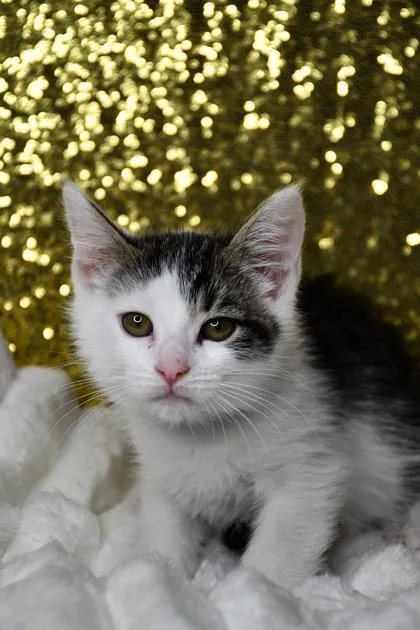 A baby small-sized male Domestic Short Hair cat named Prince Charming for adoption in Yakima, WA