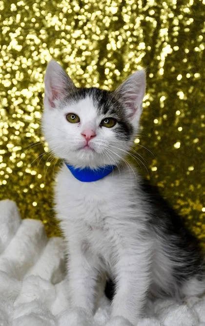 Prince Charming thumbnail 3